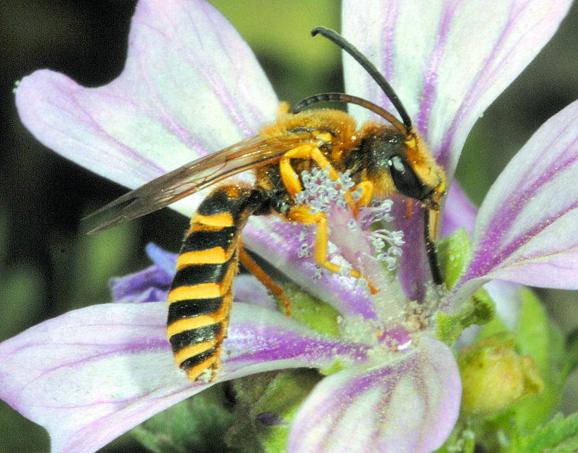 Cacyreus marshalli